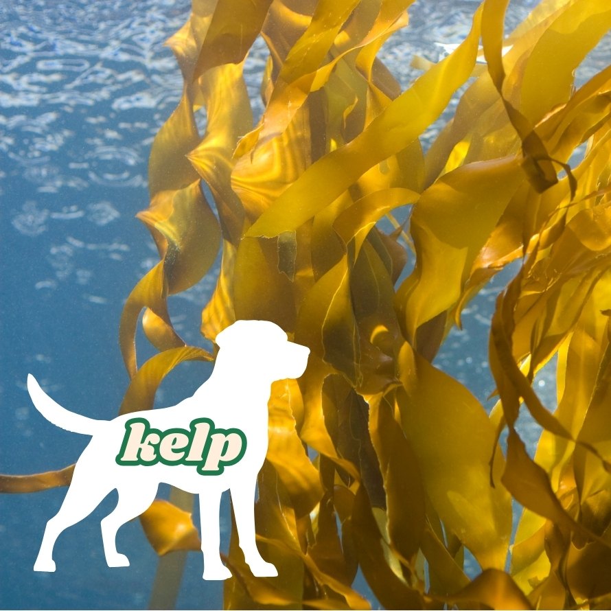 Kelp används i hundfoder